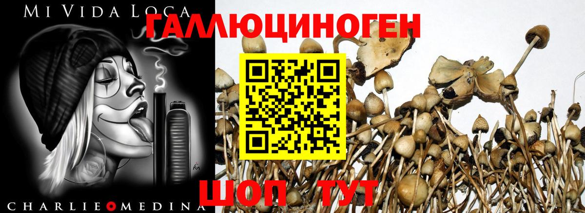 Галлюциногенные грибы Psilocybine cubensis Самара